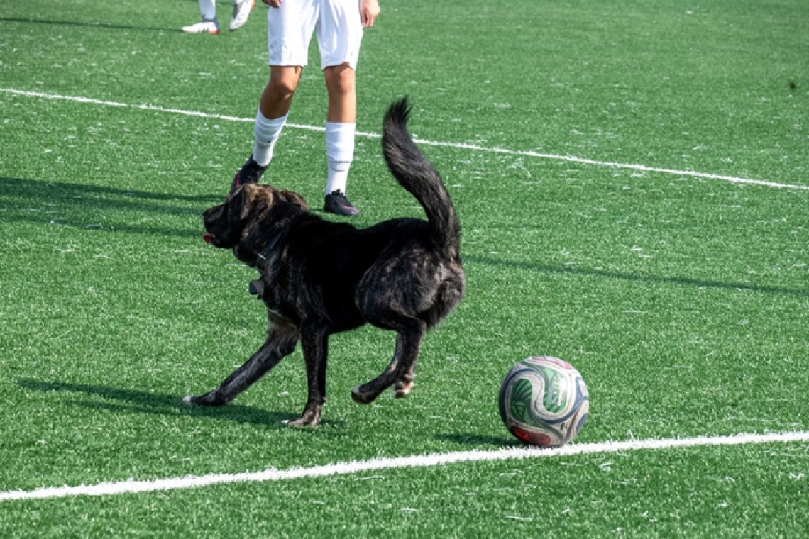 Câinele „fotbalist” de la baza sportivă LPS Vaslui. A întrerupt de mai multe ori derby-ul local la U15