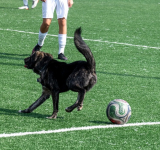 Câinele „fotbalist” de la baza sportivă LPS Vaslui. A întrerupt de mai multe ori derby-ul local la U15
